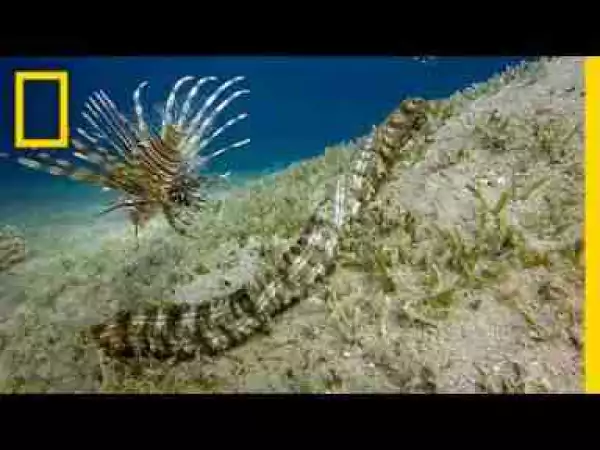 Video: This Bizarre Sea Creature is Snake-like and Has Tentacles | National Geographic